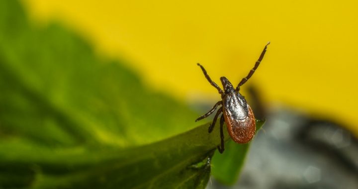 Lo que debes saber de la Borrelia garinii de la enfermedad de Lyme